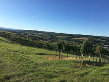 Lade das Bild in den Galerie-Viewer, Grüner Veltliner Ried Ameisberg kaufen - Jetzt Grüner Veltliner Ried Ameisberg direkt bestellen bei Weingut Wenzl
