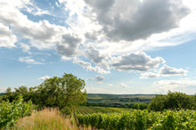 Lade das Bild in den Galerie-Viewer, NEU:  Grüner Veltliner Ried Hundsberg kaufen - Jetzt NEU:  Grüner Veltliner Ried Hundsberg direkt bestellen bei Weingut Wenzl
